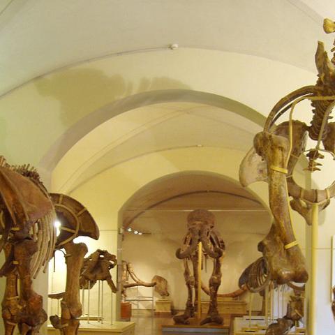 Museo di Storia Naturale dell'Università di Firenze - Sezione di Geologia e Paleontologia