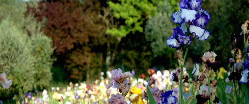 Foto Giardino dell'Iris