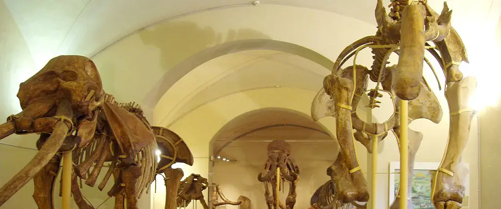 Museo di Storia Naturale dell'Università di Firenze - Sezione di Geologia e Paleontologia