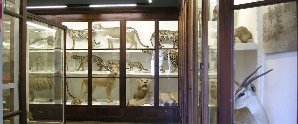 Museo di Storia Naturale dell'Università di Firenze - Sezione di Zoologia La Specola