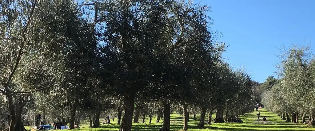 Parco di Poggio Valicaia