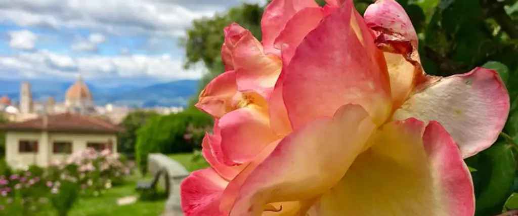 giardino delle rose