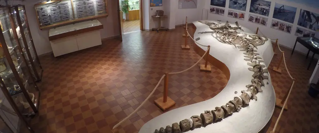 Mostra GAMPS di paleontologia e mineralogia