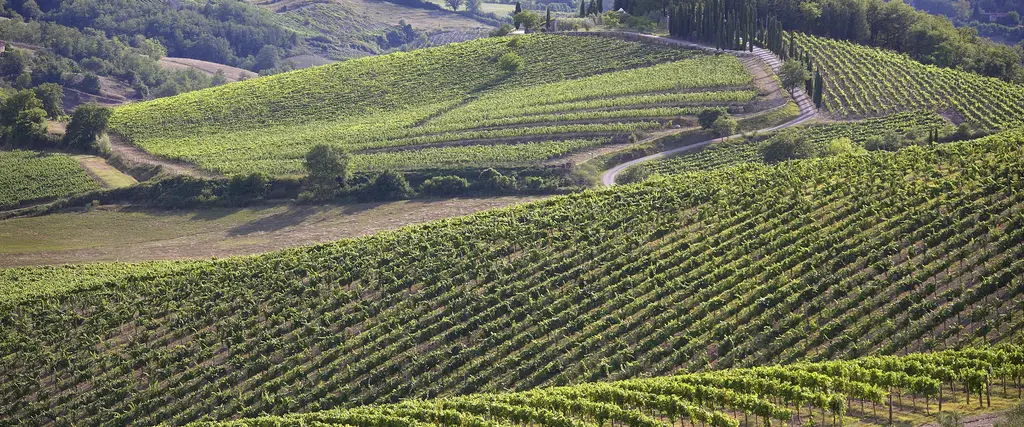 Vigneti nel Chianti