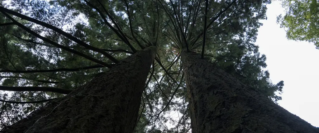 alberi