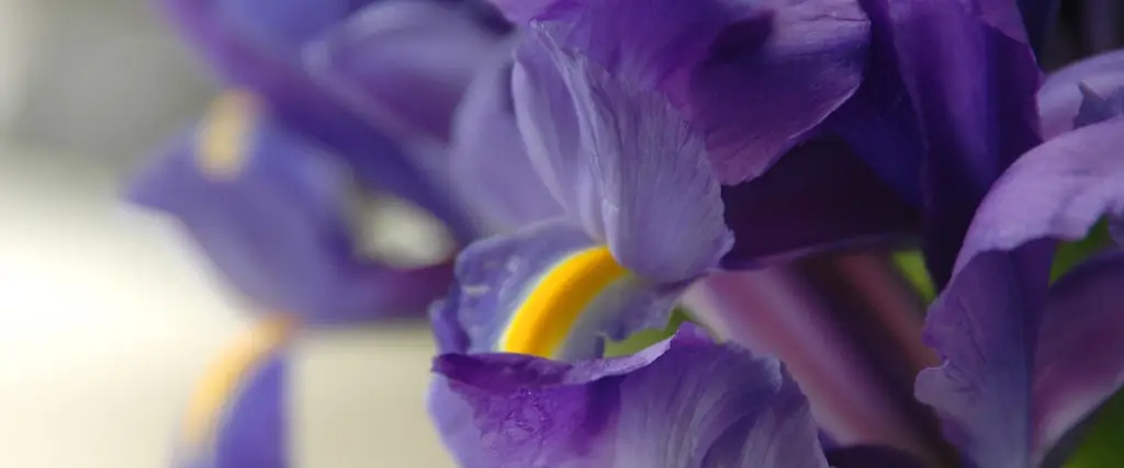 Iris