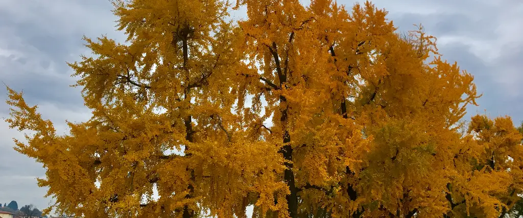 Parco delle Cascine