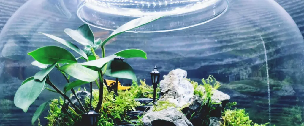 Growing art