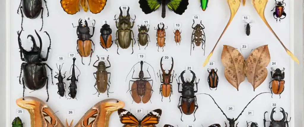 Mostra-Borneo-Beccari