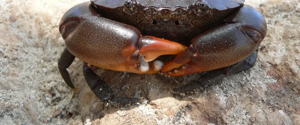 Immagino di granchio