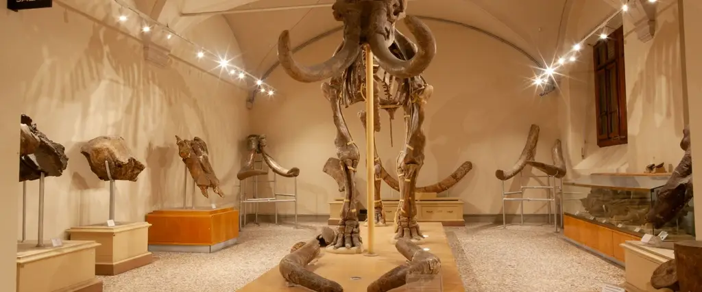 Mammuthus meridionalis
