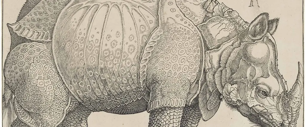 "Rinoceronte" di Durer