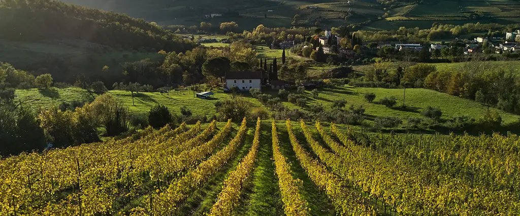 Rufina vigneti autunno