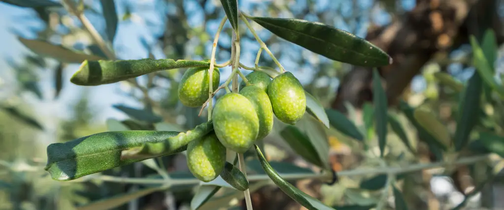 olive