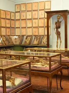 Le cere anatomiche