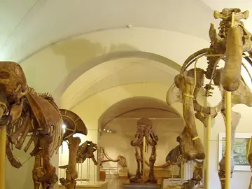 Museo di Storia Naturale dell'Università di Firenze - Sezione di Geologia e Paleontologia