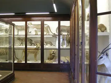 Museo di Storia Naturale dell'Università di Firenze - Sezione di Zoologia La Specola