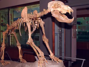 Museo Civico di Paleontologia