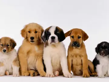 pet1