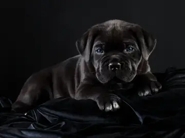 pet2