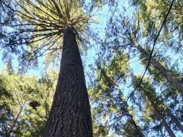 L'abete di Douglas nella Riserva di Vallombrosa