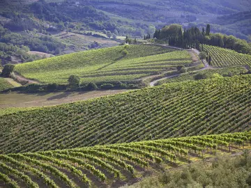 Vigneti nel Chianti