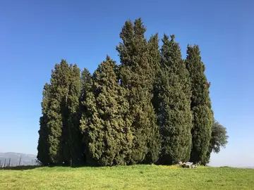 I Cipressi di Dianella