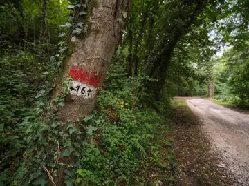 foresta