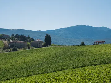 vigna