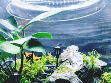 Growing art