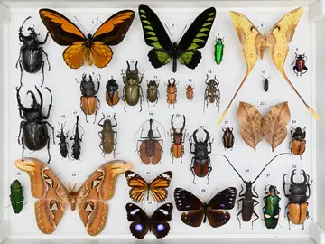 Mostra-Borneo-Beccari