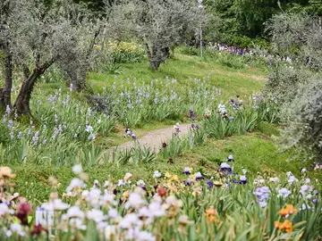Giardino-iris