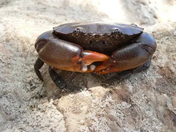 Immagino di granchio