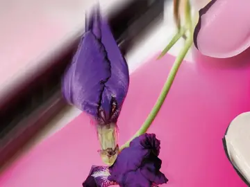 Pittimmagine-Fragranze-2026