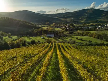 Rufina vigneti autunno