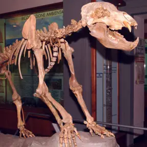 Museo Civico di Paleontologia