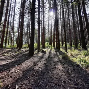 Foresta di Monte Senario