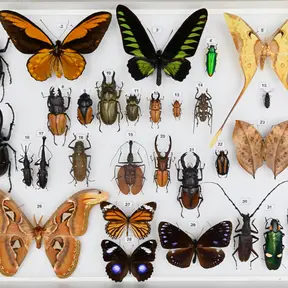 Mostra-Borneo-Beccari