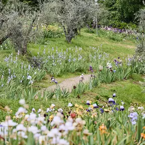 Giardino-iris