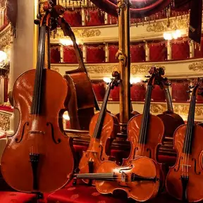 violini