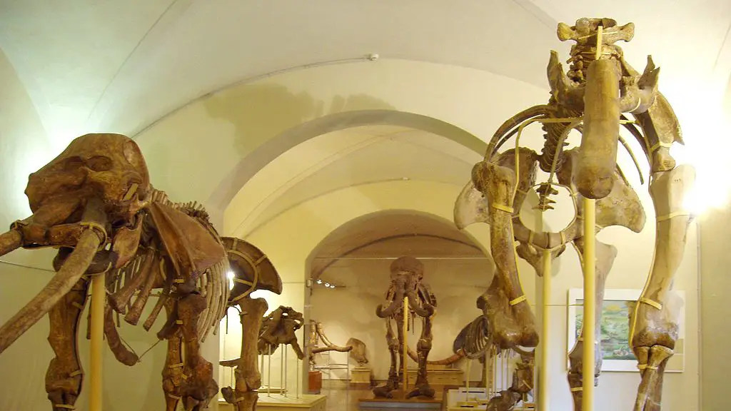 Museo di Storia Naturale dell'Università di Firenze - Sezione di Geologia e Paleontologia