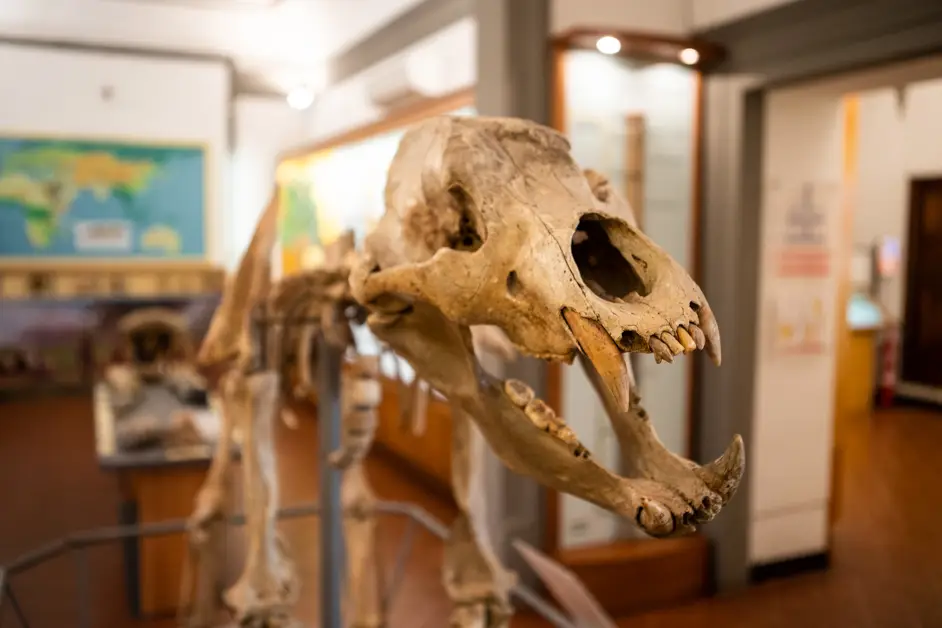 Museo Civico di Paleontologia - foto Comune di Empoli