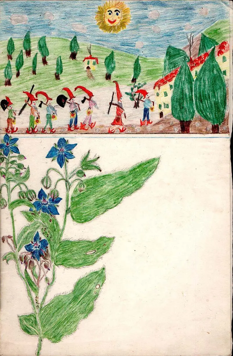 Fondo Maltoni Disegni fiori Archivio Foto Comune di Impruneta
