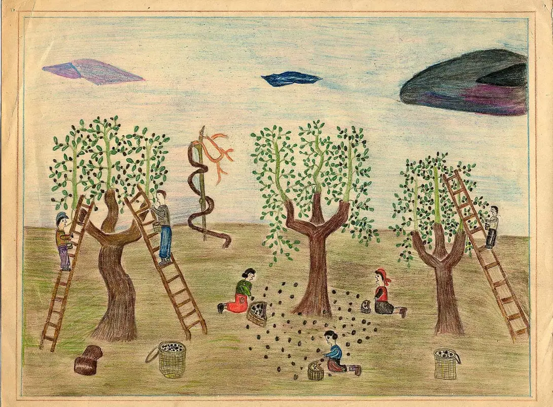 Disegni raccolta olive - Foto Biblioteca e Fondo Maltoni Comune Im