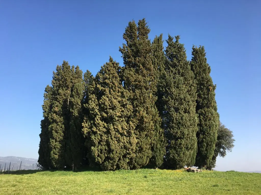 I Cipressi di Dianella
