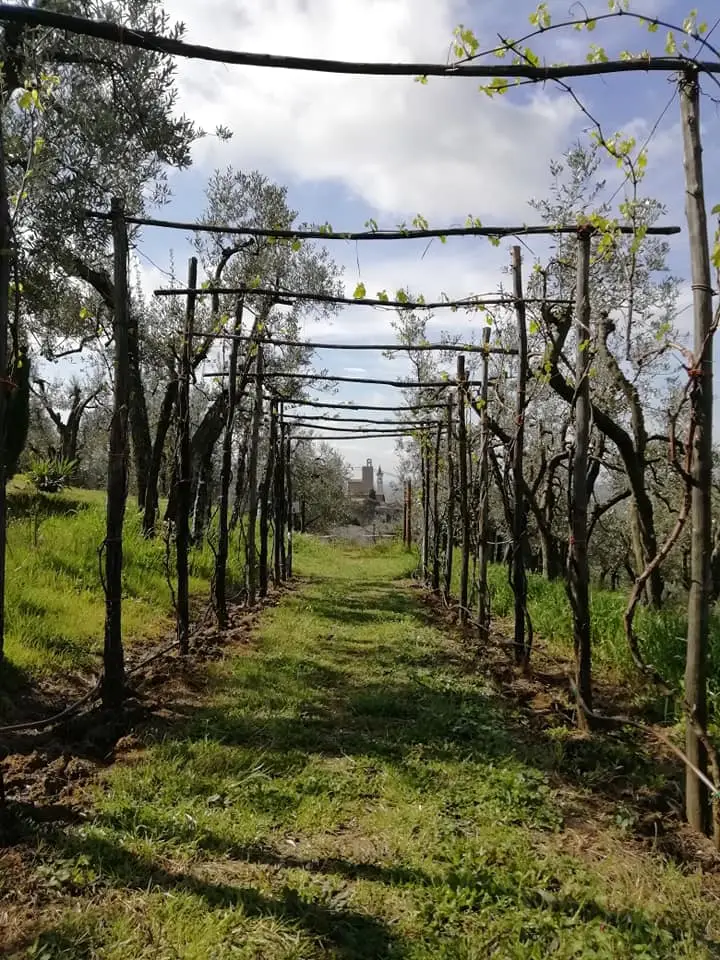 Parco Acquaria - La vigna di Leonardo
