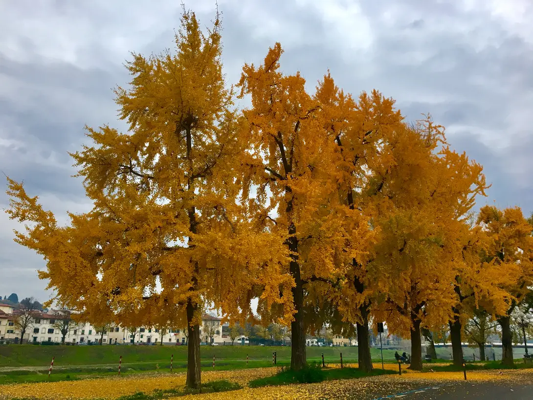 Parco delle Cascine