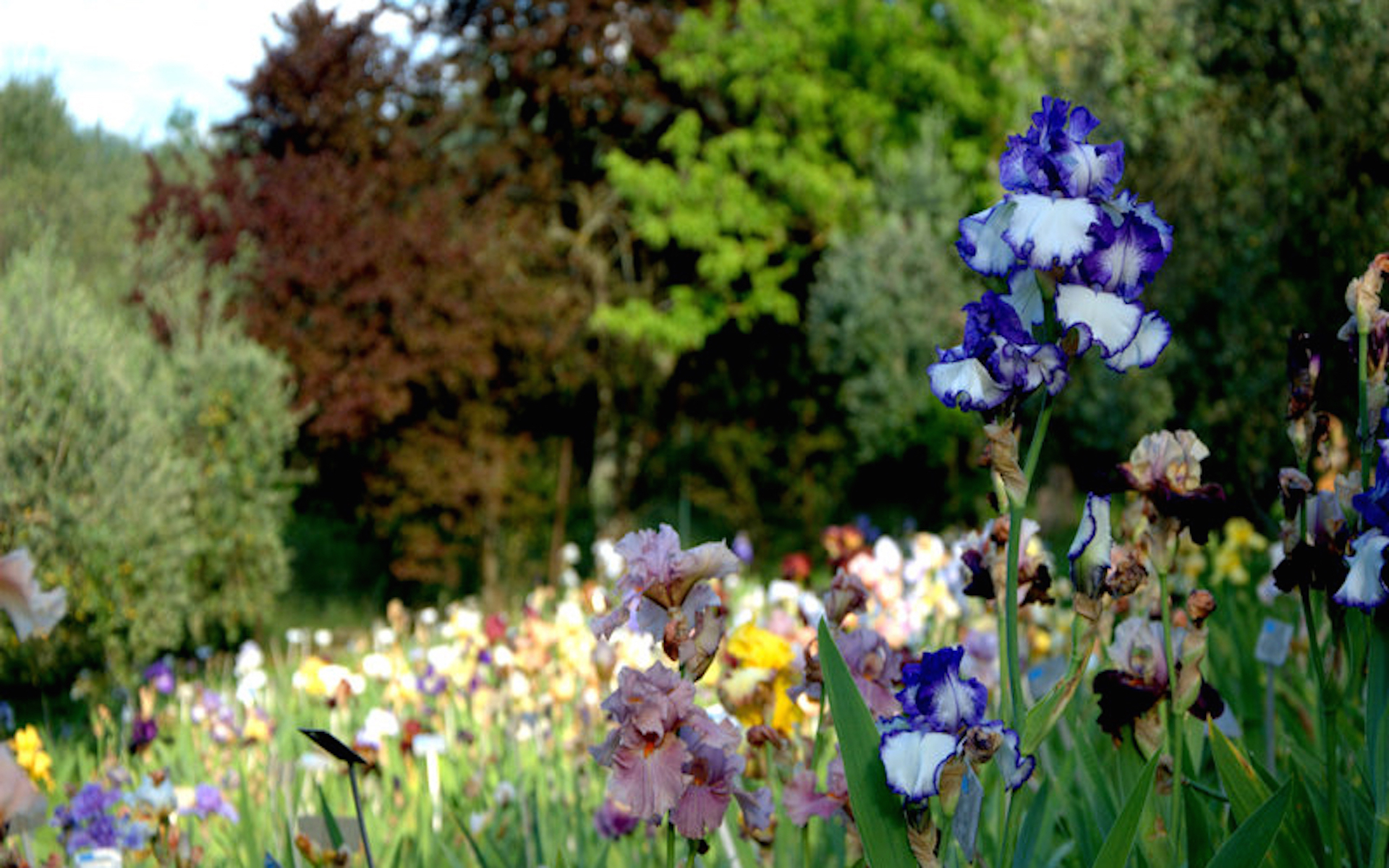 Foto Giardino dell'Iris