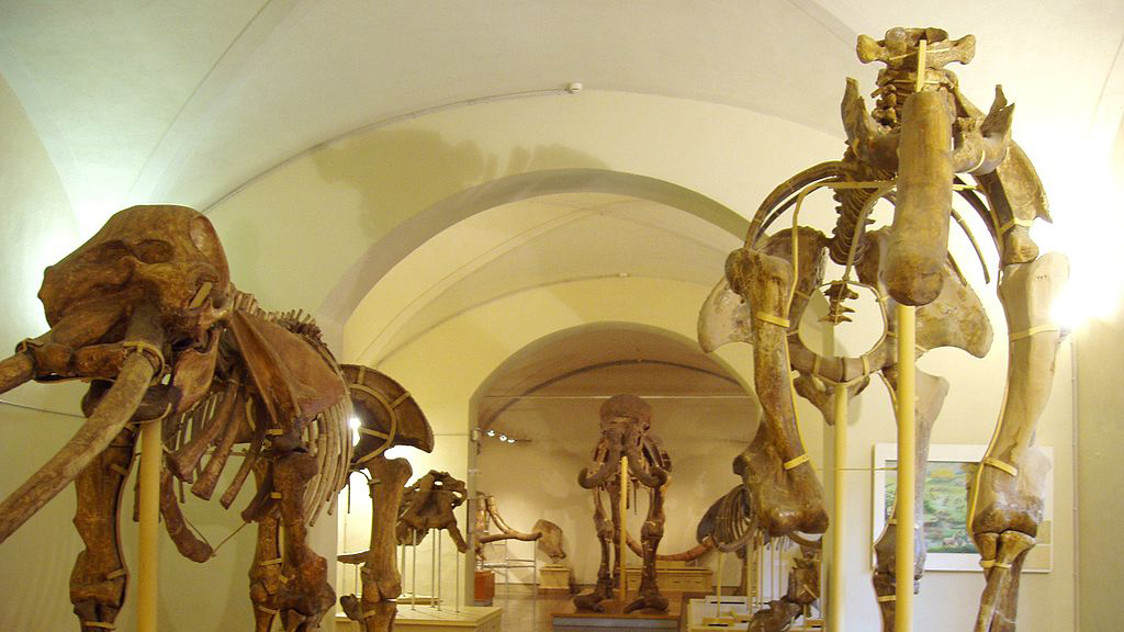 Museo di Storia Naturale dell'Università di Firenze - Sezione di Geologia e Paleontologia