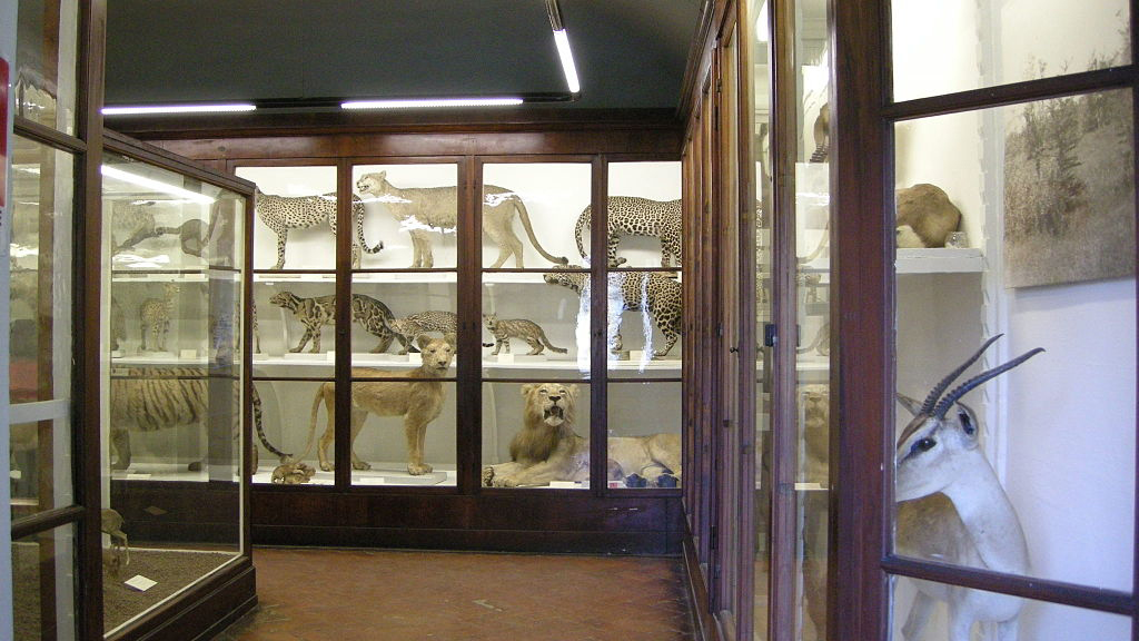 Museo di Storia Naturale dell'Università di Firenze - Sezione di Zoologia La Specola